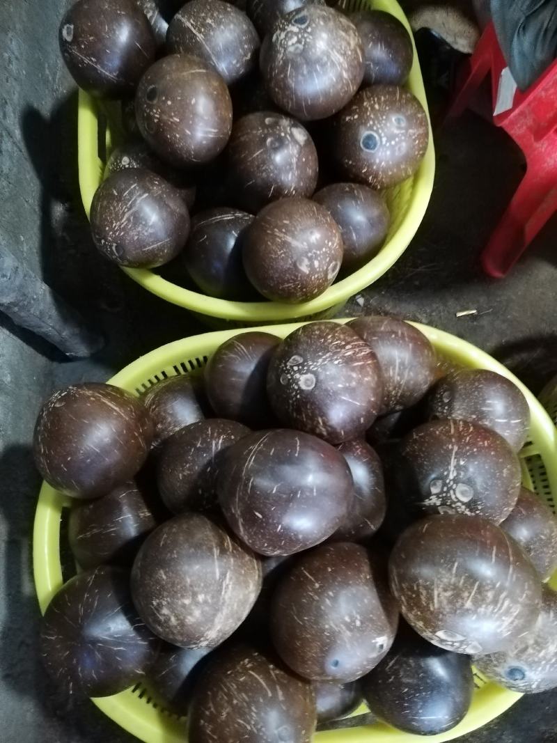 椰皇，厂家批发，一年四季供货，合适做炖品，