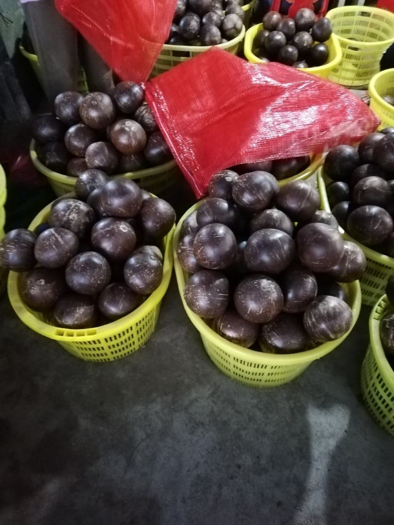 椰皇，厂家批发，一年四季供货，合适做炖品，