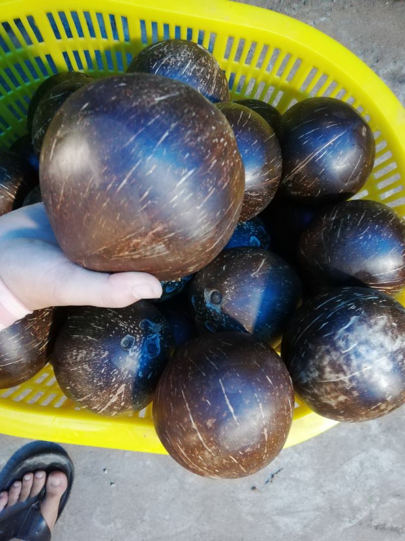 椰皇，厂家批发，一年四季供货，合适做炖品，