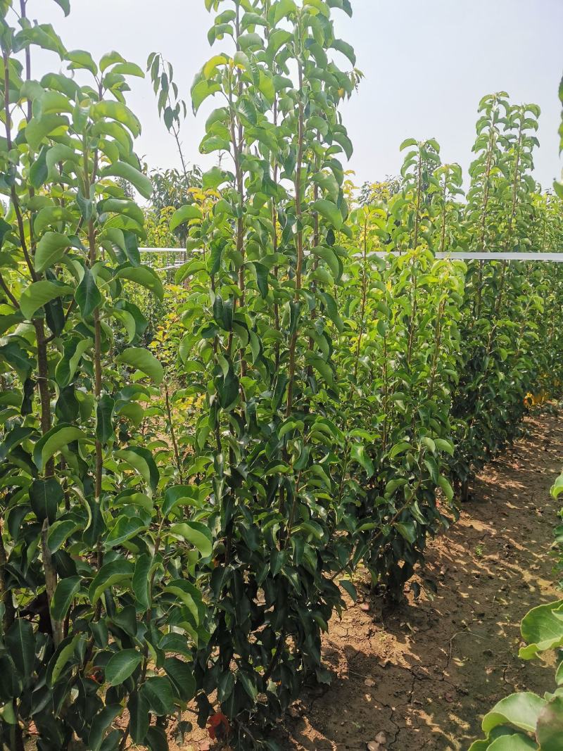 彩叶豆梨，1-5公分彩叶豆梨秋火焰，克利夫兰