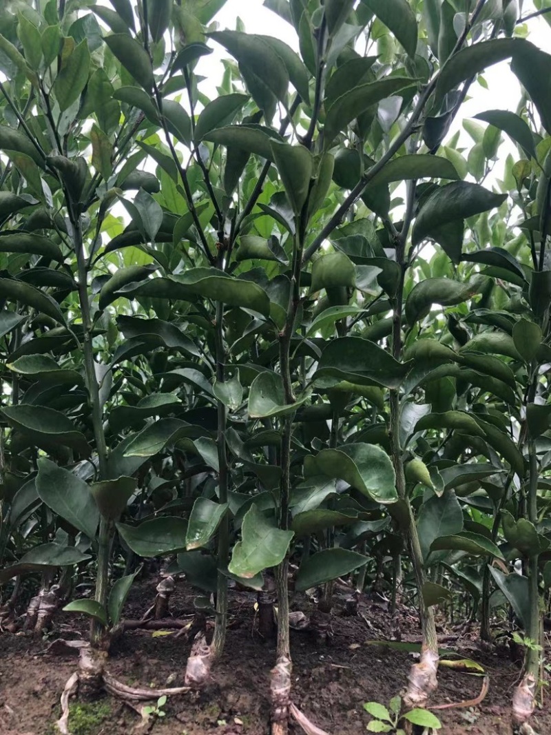 【推荐】精选柑橘苗明日见柑橘苗明日见苗果冻橙苗