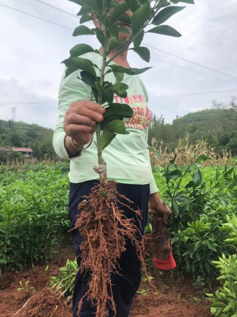 【推荐】精选柑橘苗明日见柑橘苗明日见苗果冻橙苗