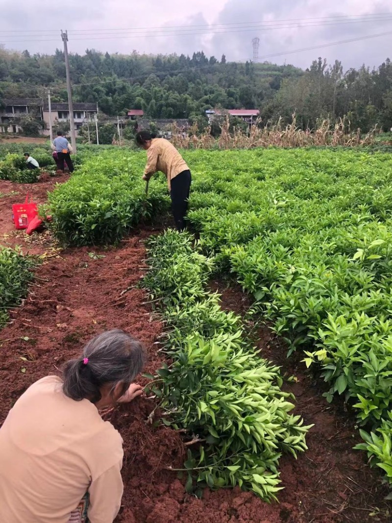 【推荐】精选柑橘苗明日见柑橘苗明日见苗果冻橙苗