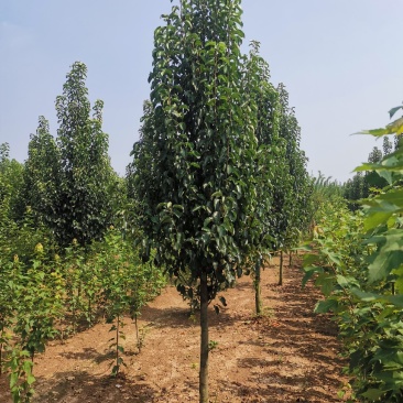 彩叶豆梨，1-5公分彩叶豆梨秋火焰，克利夫兰