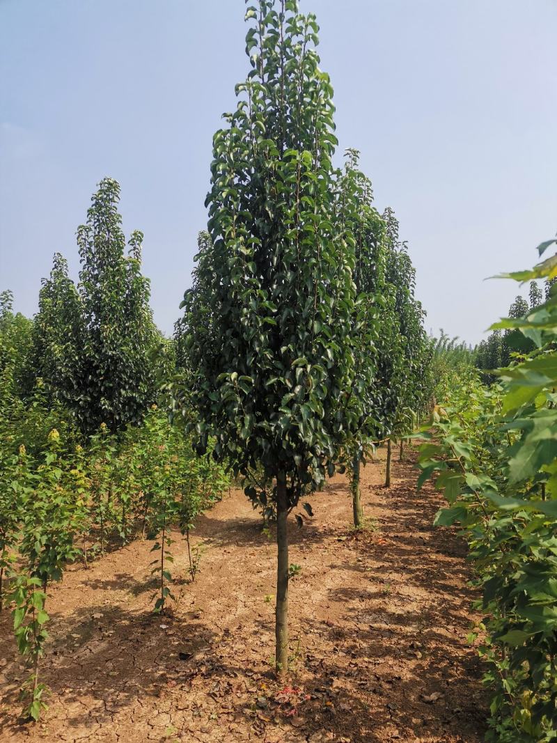 彩叶豆梨，1-5公分彩叶豆梨秋火焰，克利夫兰