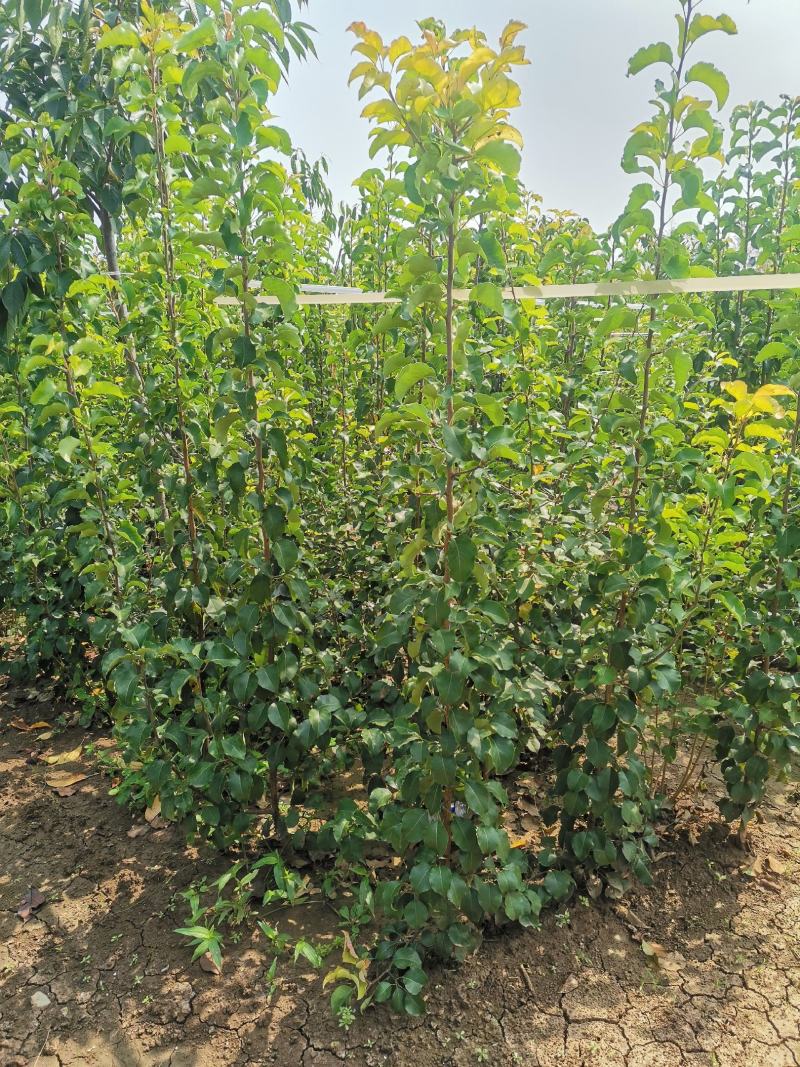 彩叶豆梨，1-5公分彩叶豆梨秋火焰，克利夫兰