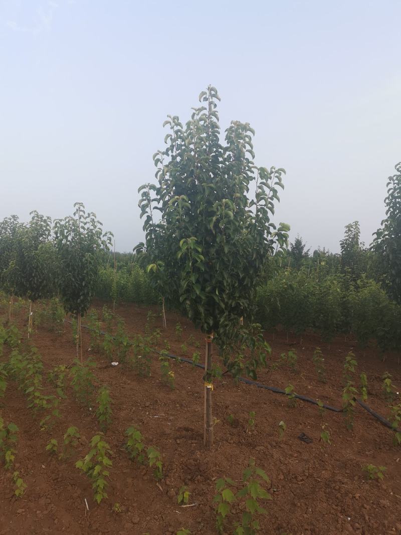 彩叶豆梨，1-5公分彩叶豆梨秋火焰，克利夫兰