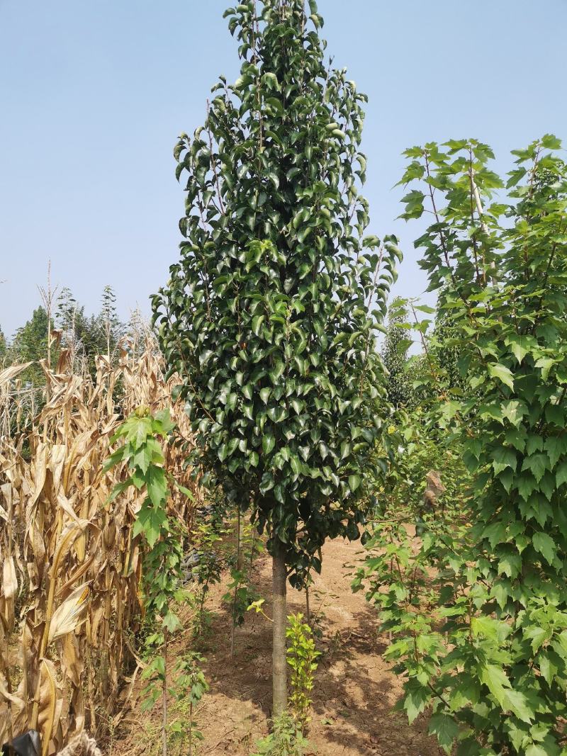 彩叶豆梨，1-5公分彩叶豆梨秋火焰，克利夫兰