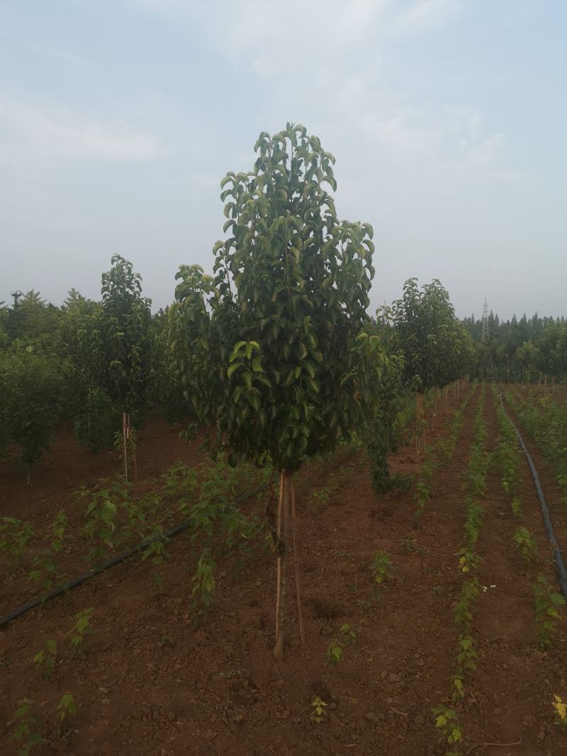 彩叶豆梨，1-5公分彩叶豆梨秋火焰，克利夫兰
