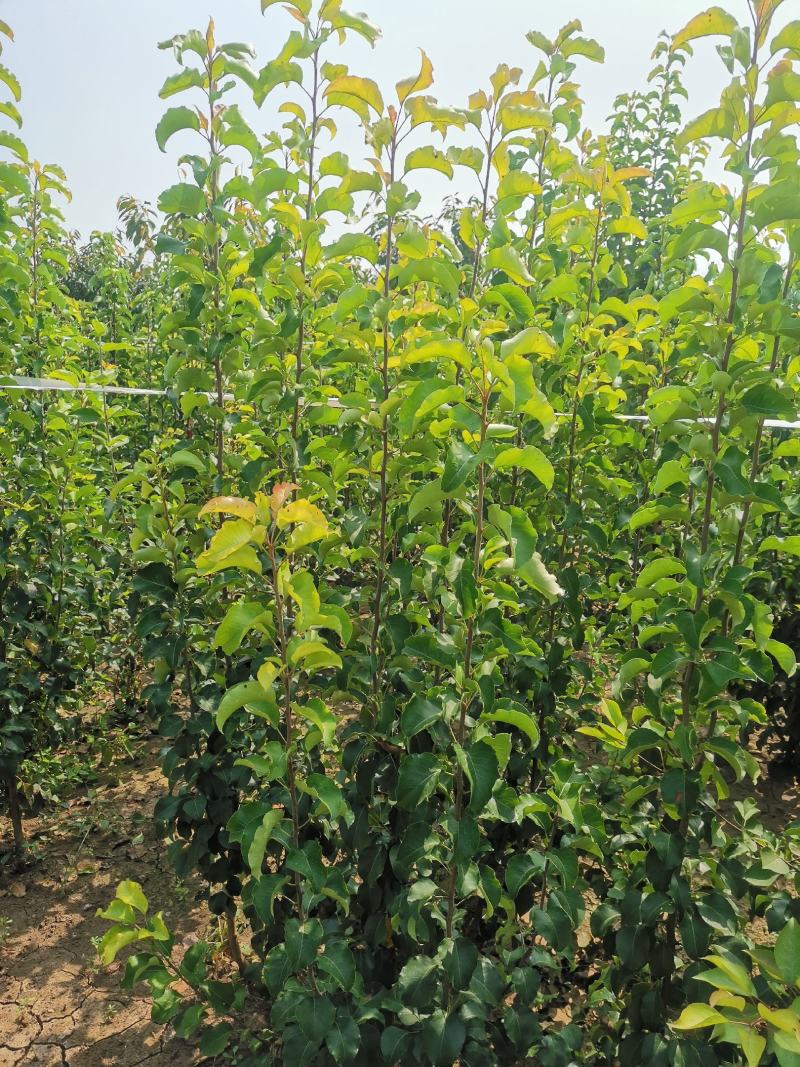 彩叶豆梨，1-5公分彩叶豆梨秋火焰，克利夫兰