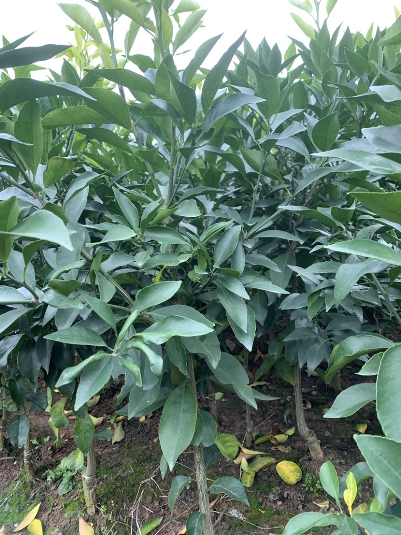 【推荐】精选柑橘苗明日见柑橘苗明日见苗果冻橙苗