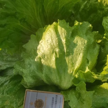 9月20号圆生菜出售，符合出口，打包装标准