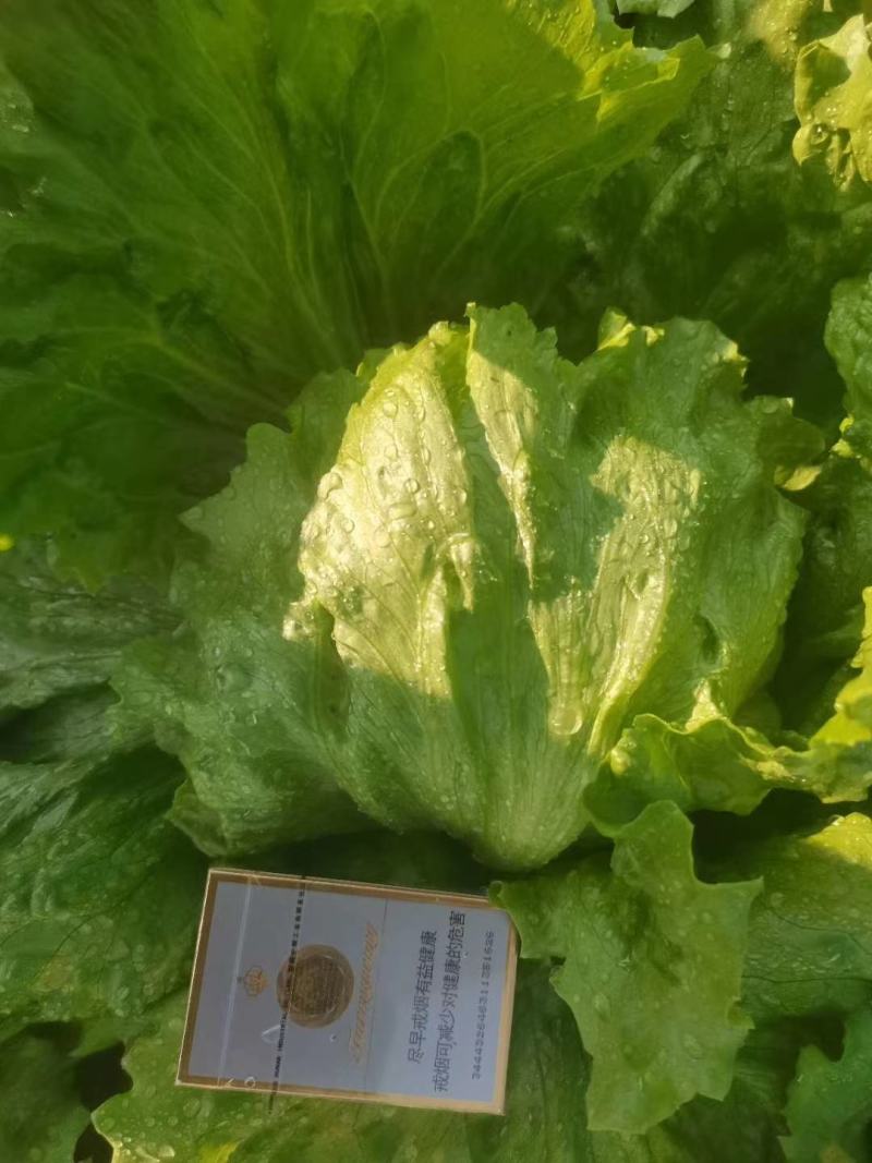 9月20号圆生菜出售，符合出口，打包装标准