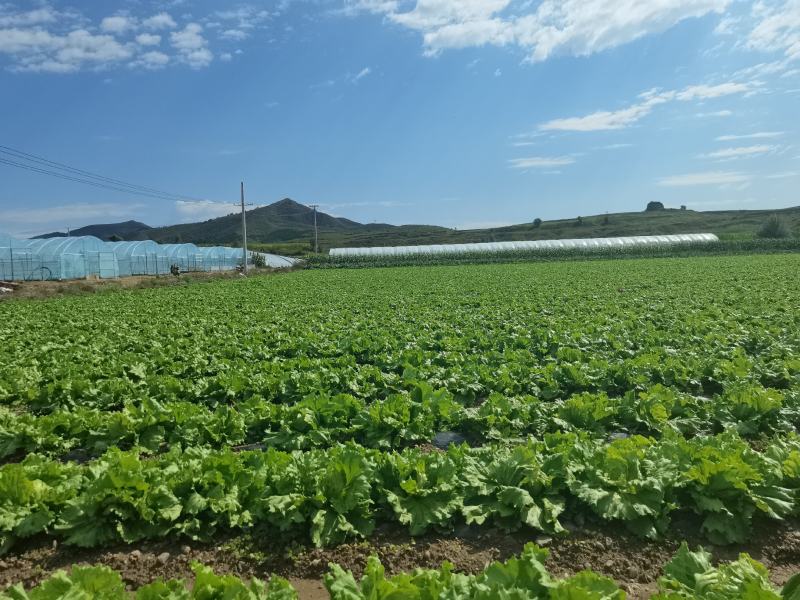9月20号圆生菜出售，符合出口，打包装标准