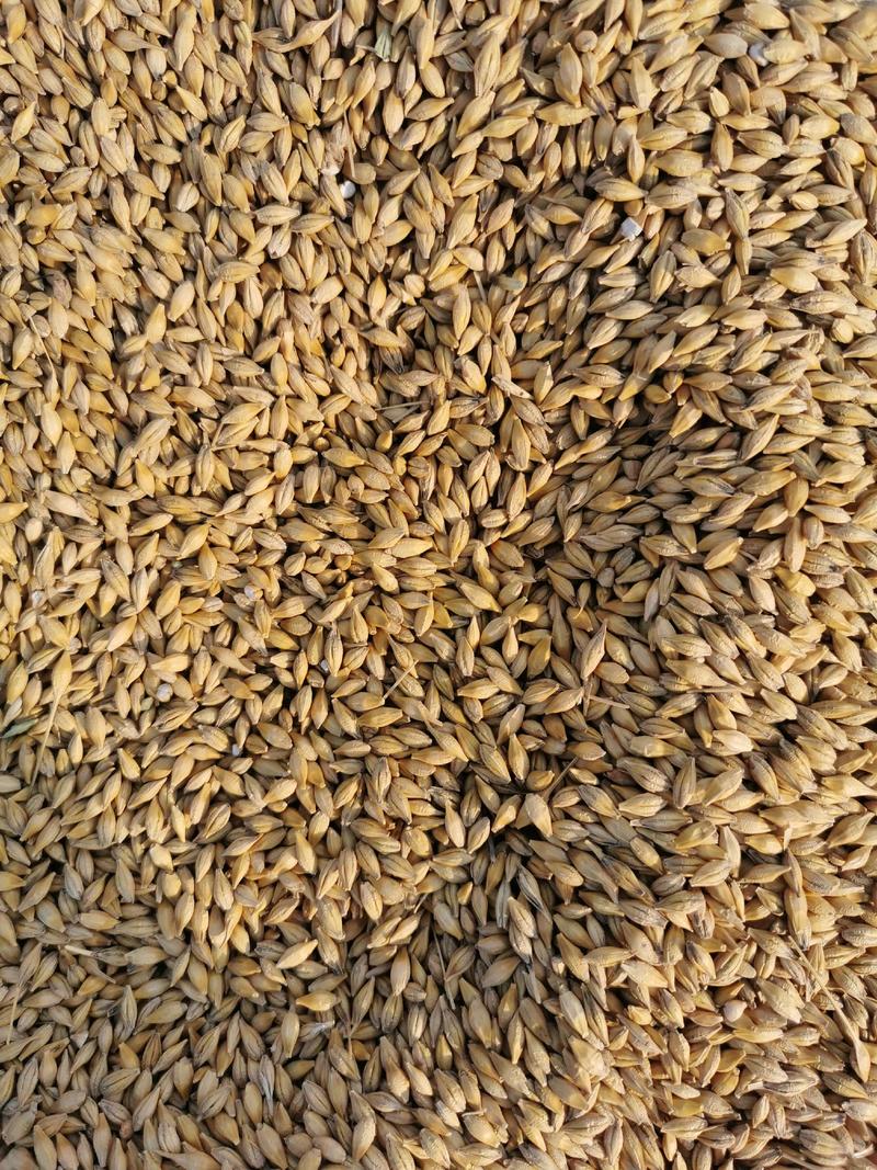 大麦精品