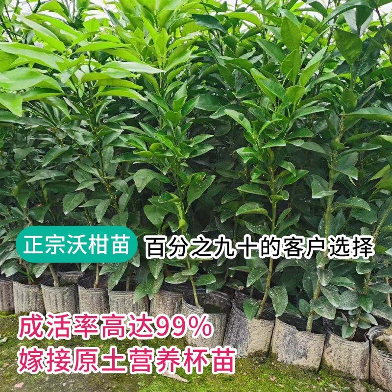 【品种纯正】沃柑苗爱媛38红美人现挖现发提供技术