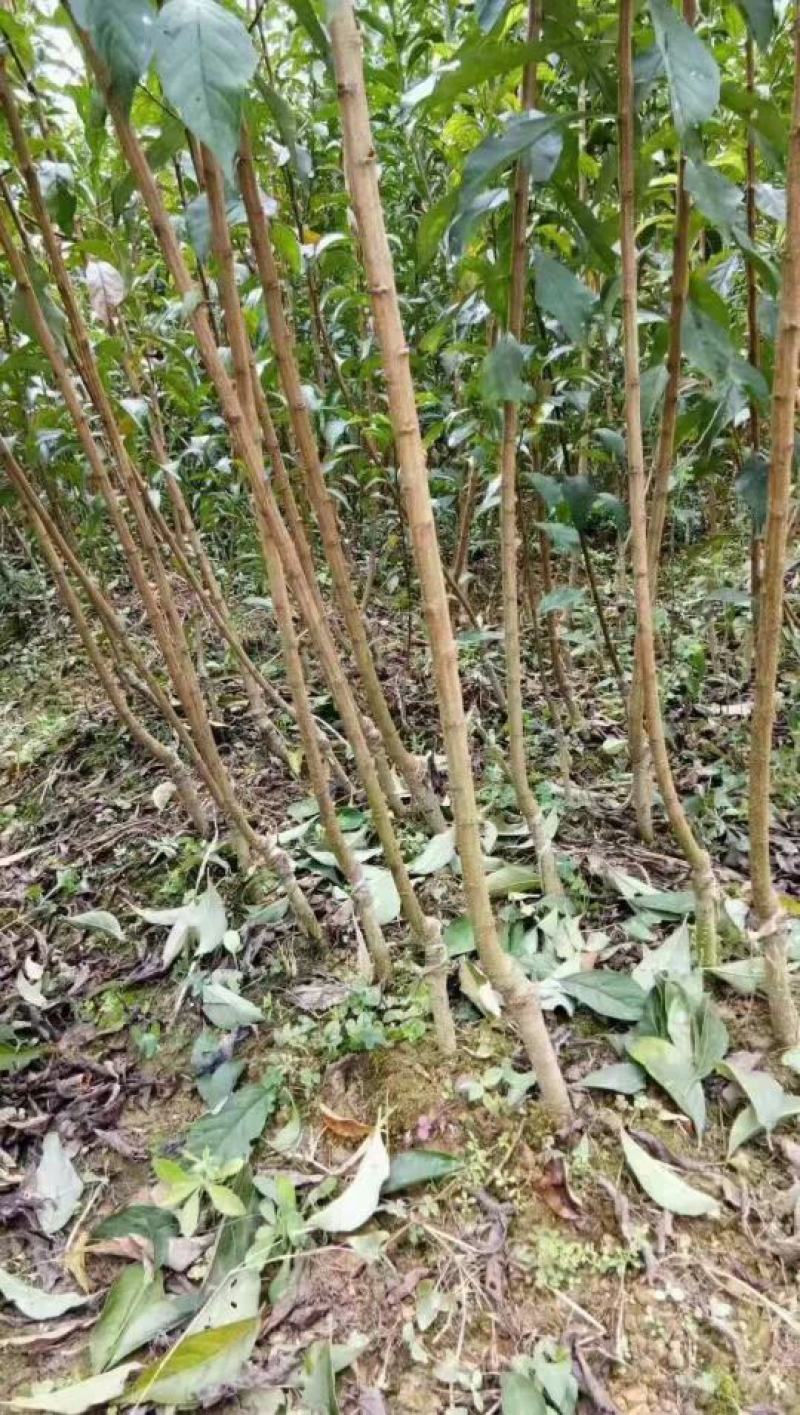 蜂糖李苗