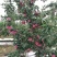 红星苹果红彤，色艳味美惹人醉！