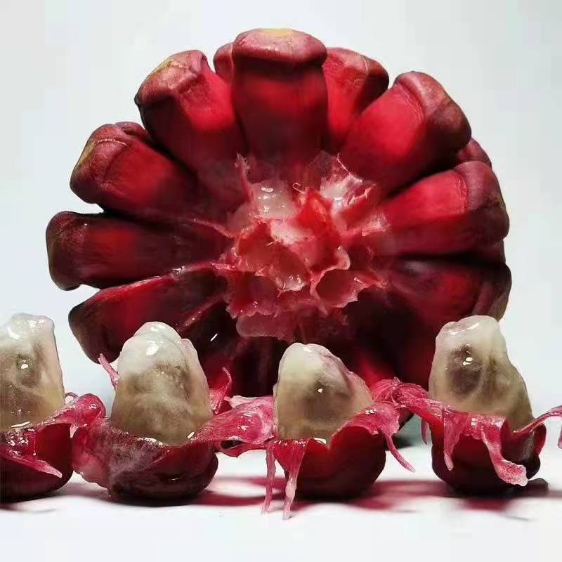 一件代发顺丰包邮黑老虎水果新鲜恶魔果布福娜酒饭团