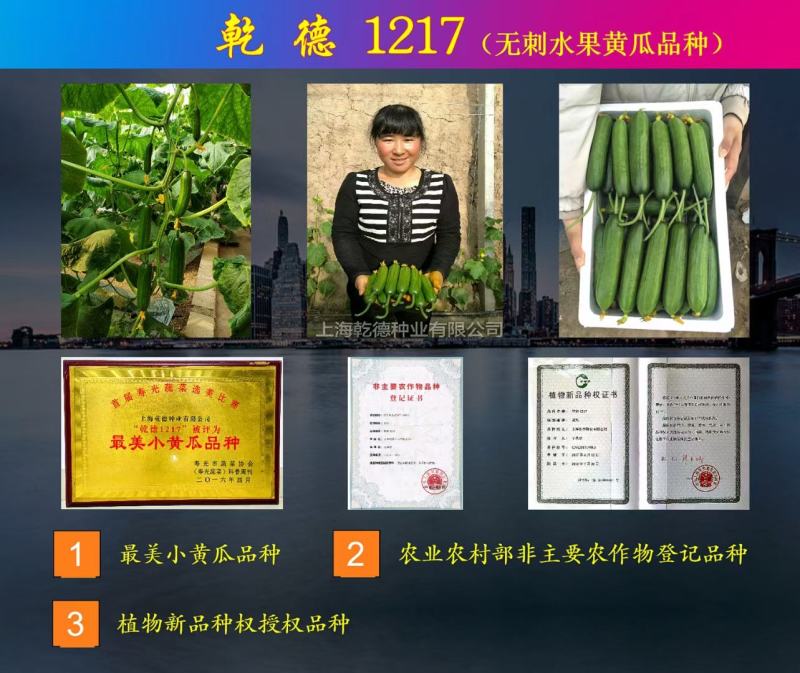 乾德1217水果黄瓜种子1000粒/袋无刺油亮口感好产量