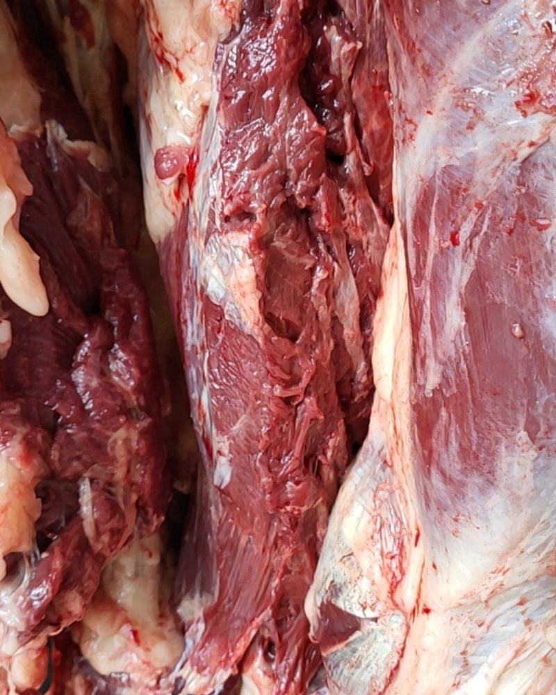 活驴现宰！肉质新鲜！