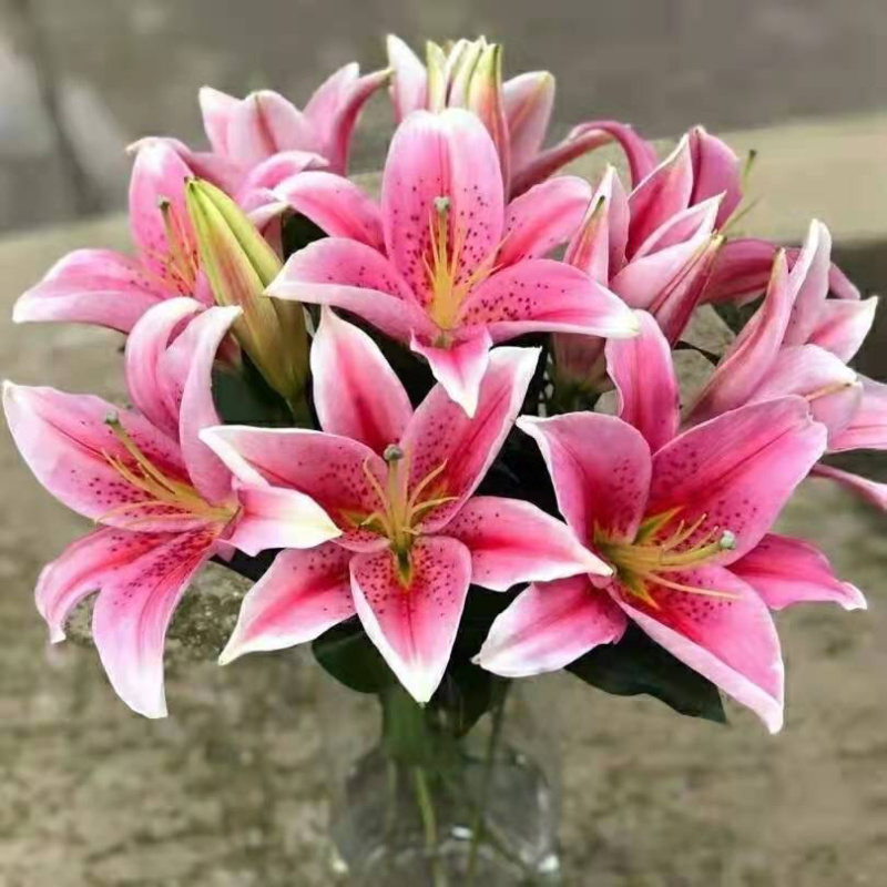 【百合花】云南昆明基地直批123多头粉白黄红颜色齐全现採