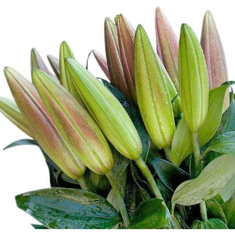 【百合花】云南昆明基地直批123多头粉白黄红颜色齐全现採