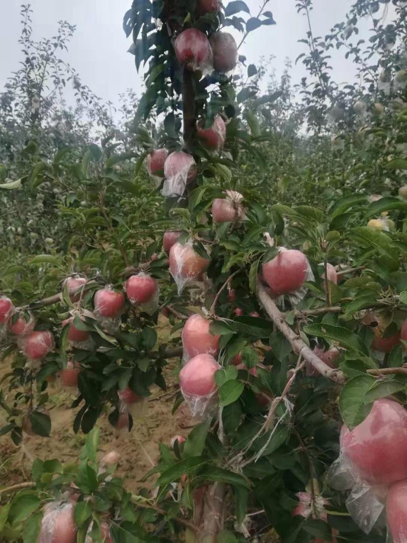 山西运城绛县新鲜中秋王苹果条红片红富士货现摘现发