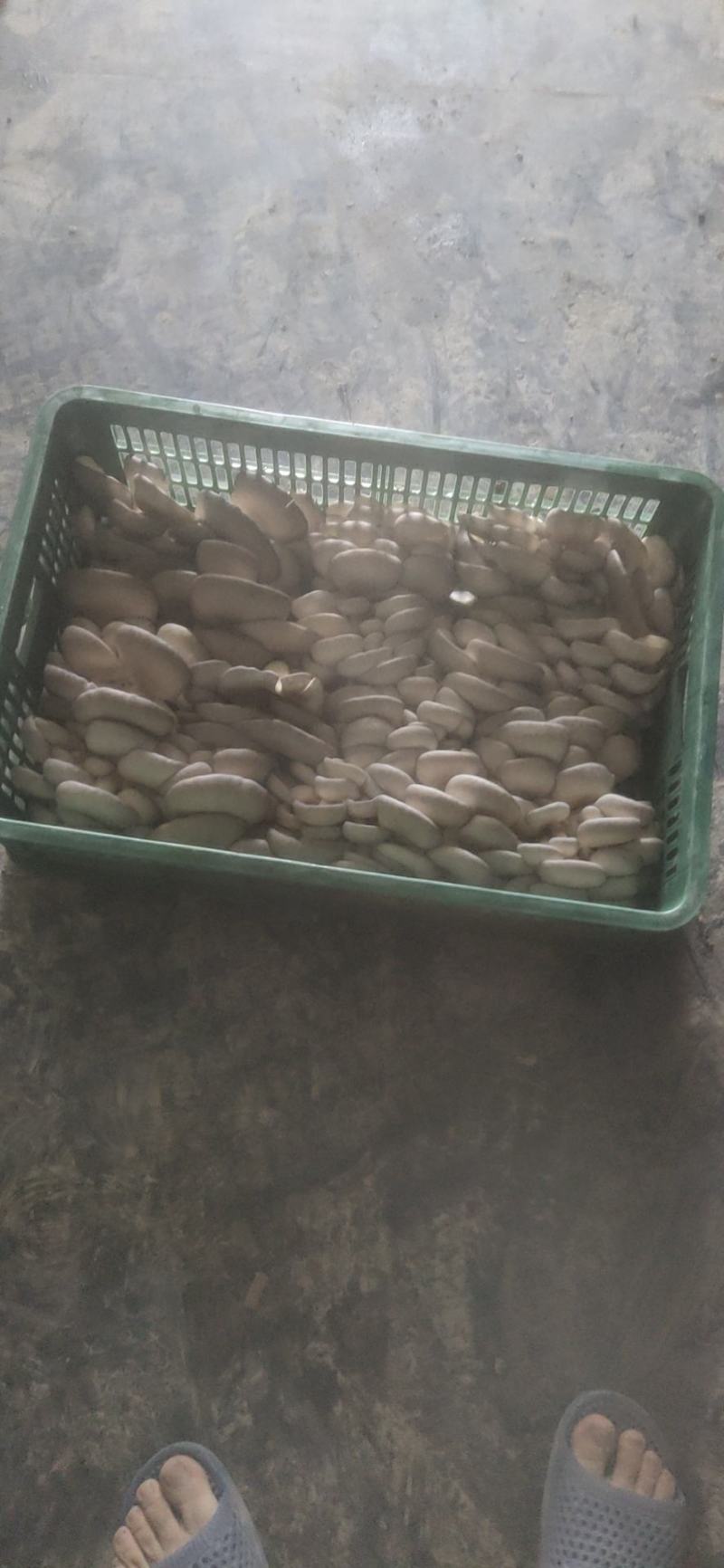 中小叶片质量好，颜色灰黑……………………