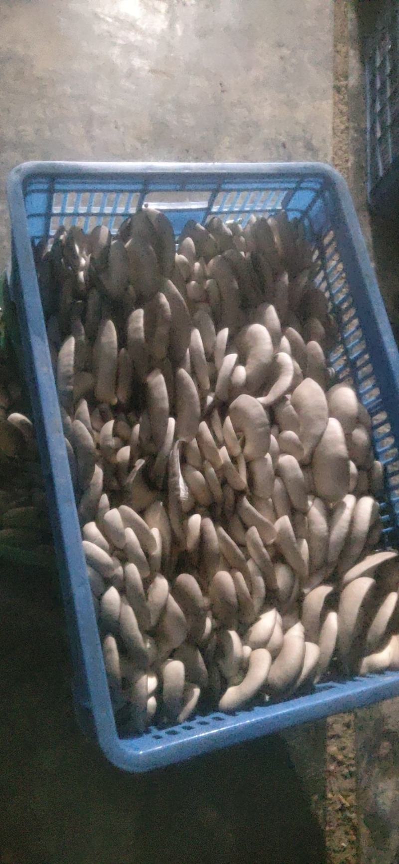 中小叶片质量好，颜色灰黑……………………