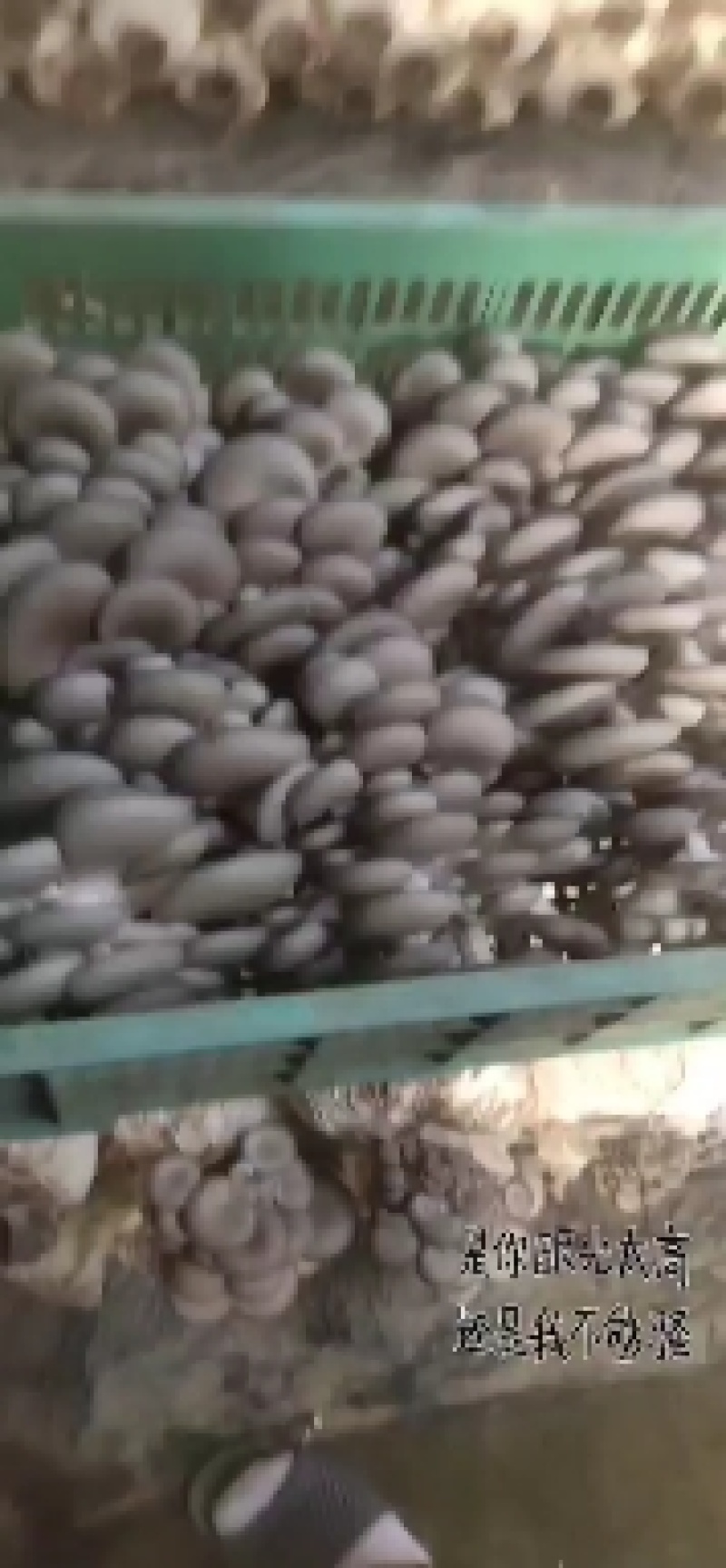 中小叶片质量好，颜色灰黑……………………
