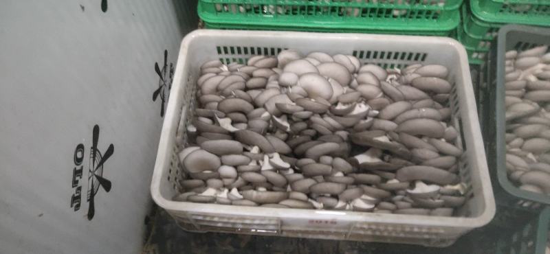 中小叶片质量好，颜色灰黑……………………