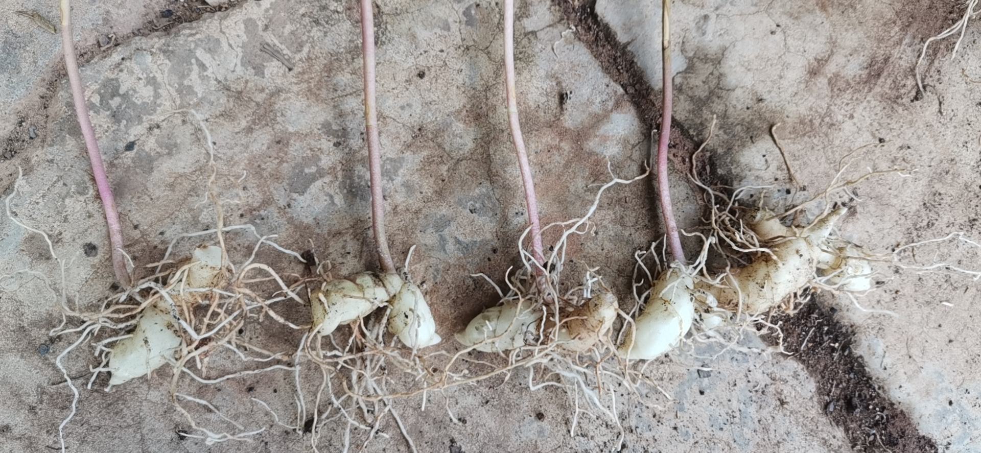 黄精与葛根的原材料特写