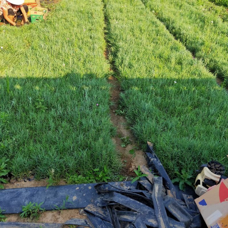 大量出售地被石竹又名常夏石竹有数量有质量，支持视频看货发