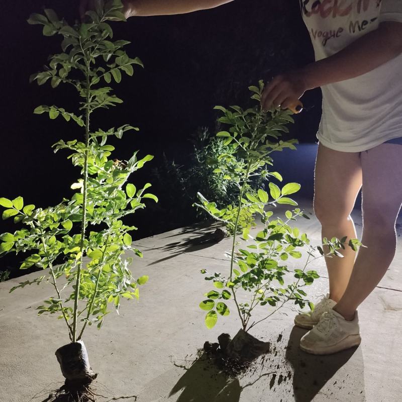 营养钵四季玫瑰，四季玫瑰基地，四季玫瑰产地直销