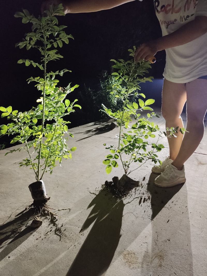 营养钵四季玫瑰，四季玫瑰基地，四季玫瑰产地直销