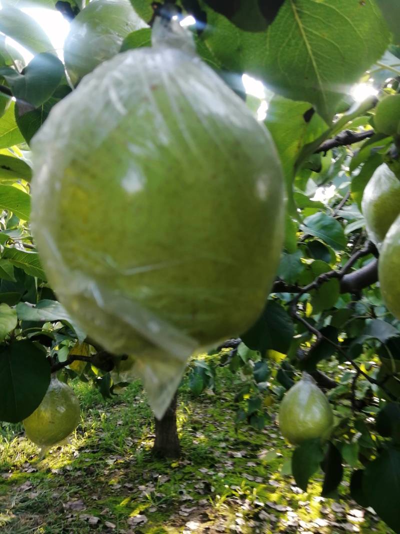 鸭梨膜袋脆，甜，无渣。正在热卖中，欢迎新老客户订购。