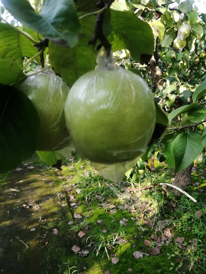 鸭梨膜袋脆，甜，无渣。正在热卖中，欢迎新老客户订购。