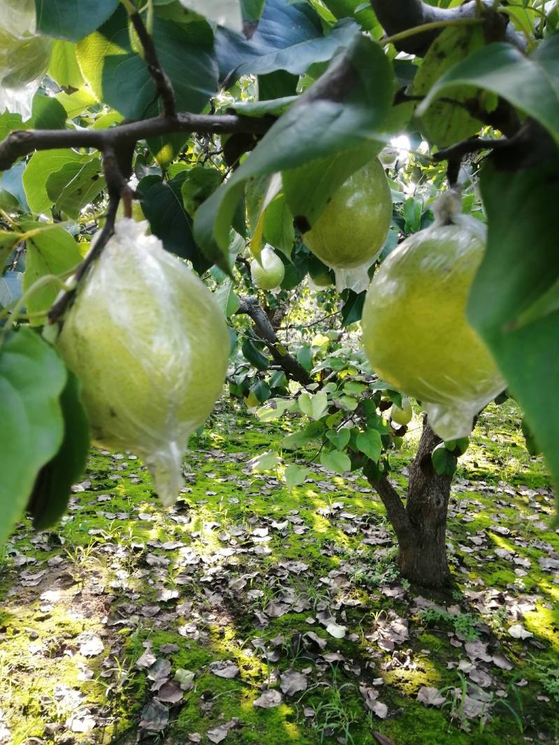 鸭梨膜袋脆，甜，无渣。正在热卖中，欢迎新老客户订购。
