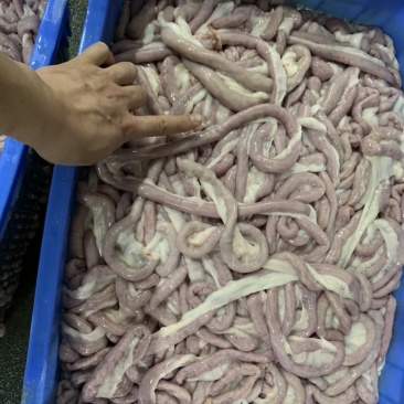 猪粉肠粉肠保证新鲜猪粉肠冷鲜粉肠少油小肠苦肠