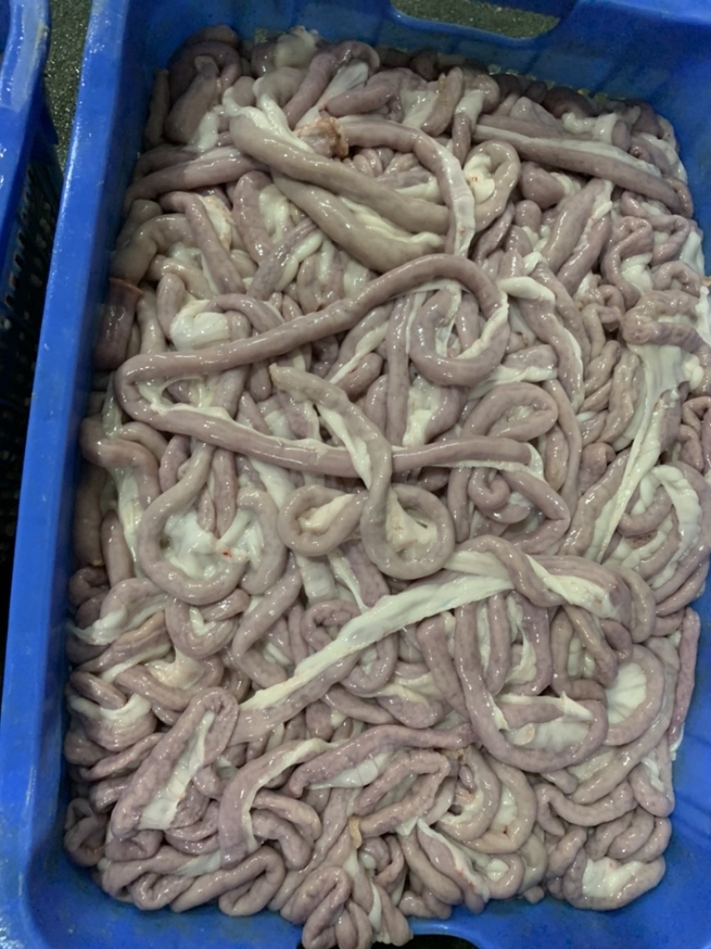 猪粉肠粉肠保证新鲜猪粉肠冷鲜粉肠少油小肠苦肠