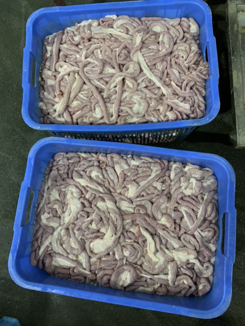 猪粉肠粉肠保证新鲜猪粉肠冷鲜粉肠少油小肠苦肠