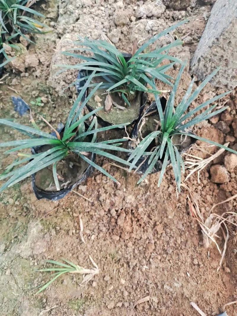日本矮麦冬，多芽麦冬草，一手货源，大量有货，基地直发