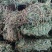 鸡骨草～新货扎把鸡骨草～长把的40一公斤～1公斤起售～