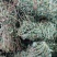 鸡骨草～新货扎把鸡骨草～长把的40一公斤～1公斤起售～