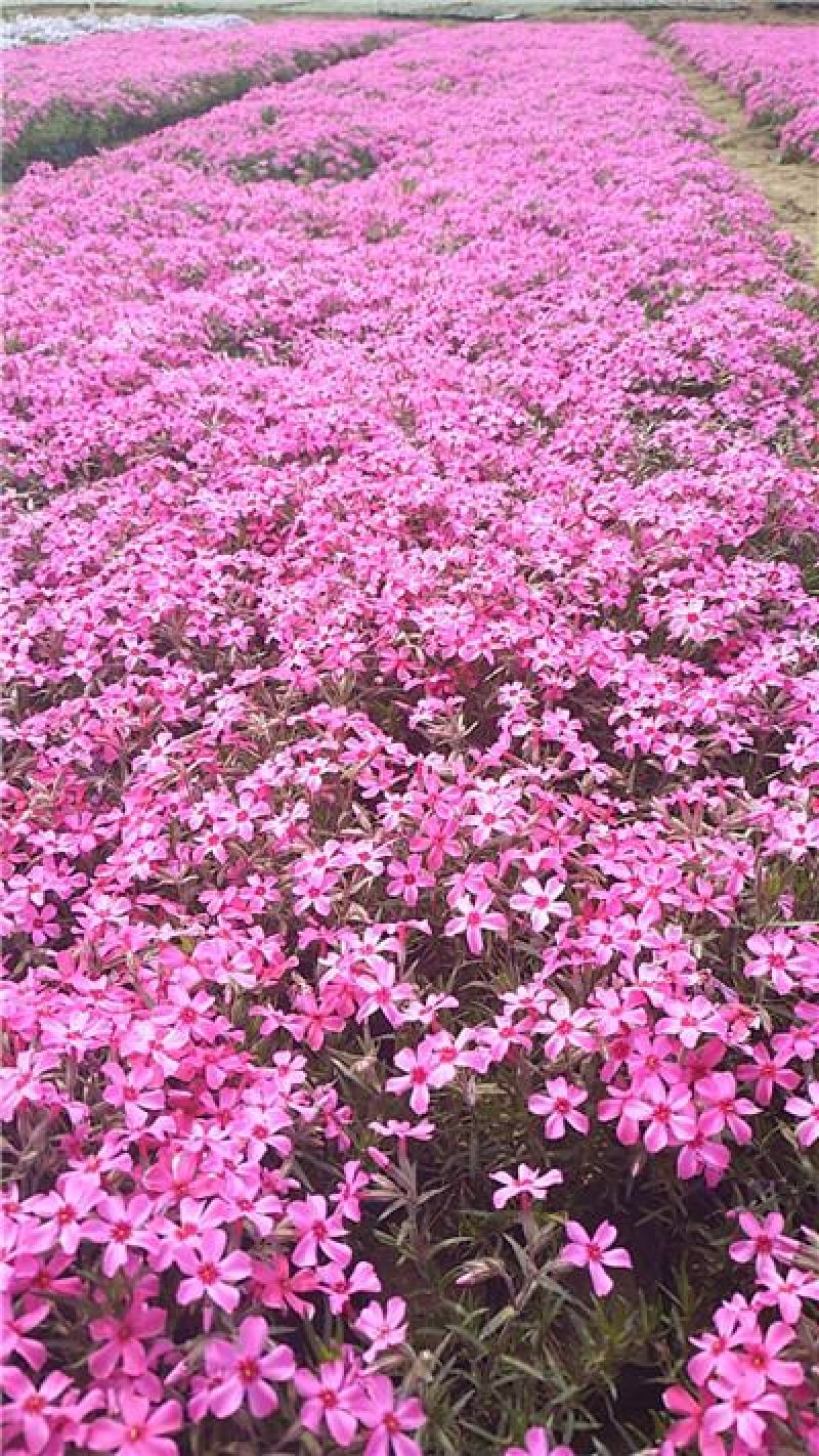 芝樱，容器苗，规格齐全库存量大，大量有货，基地直发