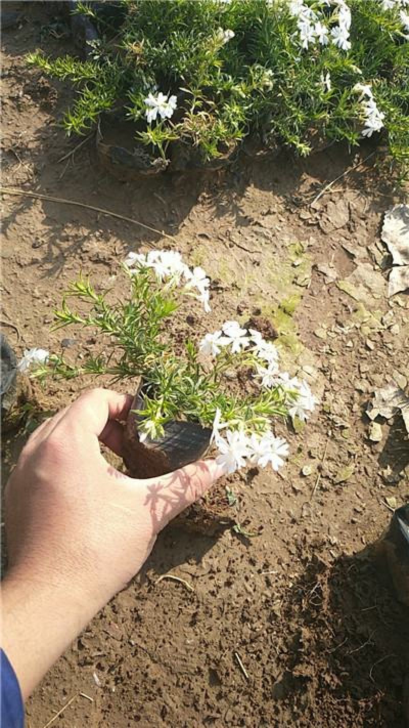 芝樱，容器苗，规格齐全库存量大，大量有货，基地直发