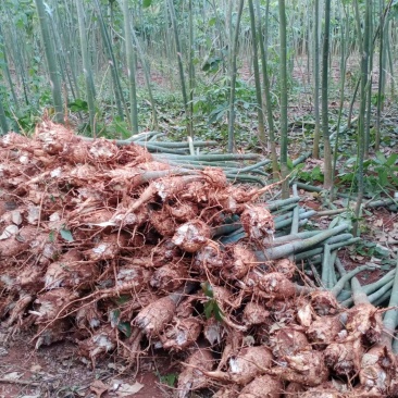 发财树单杆独杆步步高大型绿植盆栽