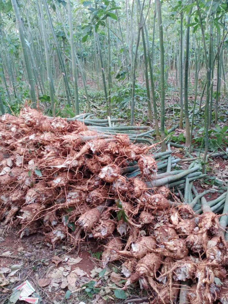 发财树单杆独杆步步高大型绿植盆栽