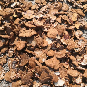 山东冠县灵芝种植基地美国灵芝